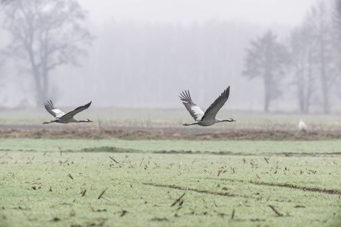 Cranes (Grus grus), flying, Fischerhuder Wümmeniederung, Lower Saxony, Germany