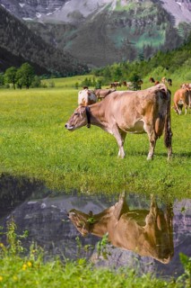 Tyrolean Brown Swiss cattle stand on a green meadow by a puddle and drink. The cows and the