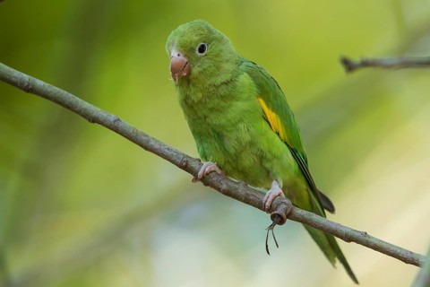 Yellow-chevroned Parakeet (Brotogeris chiriri) perched on a branch, Bolivia