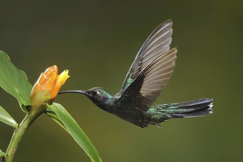 Violet Sabrewing (Campylopterus hemileucurus) female flying while feeding at a flower, Bosque de