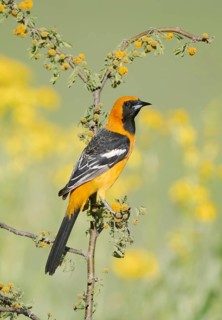 Hooded Oriole (Icterus cucullatus) male, Texas, USA
