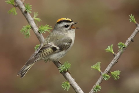 Golden-crowned Kinglet (Regulus satrapa) singing, Michigan, USA