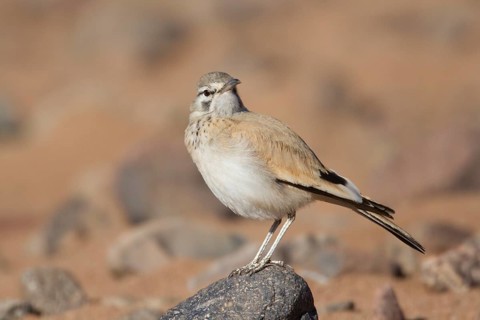 Greater Hoopoe-Lark (Alaemon alaudipes) female, Morocco