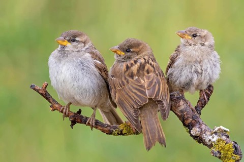 Haussperling, Spatz, House Sparrow, Passer domesticus, Moineau domestique, Gorrión Común
