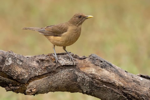 Clay-colored Thrush (Turdus grayi) perched on a log, Texas, USA