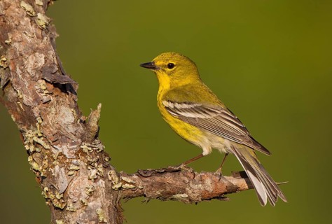 Pine Warbler (Setophaga pinus) male, Florida, USA