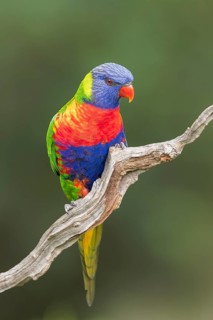 Rainbow Lorikeet (Trichoglossus moluccanus) perched on a branch in eastern Australia