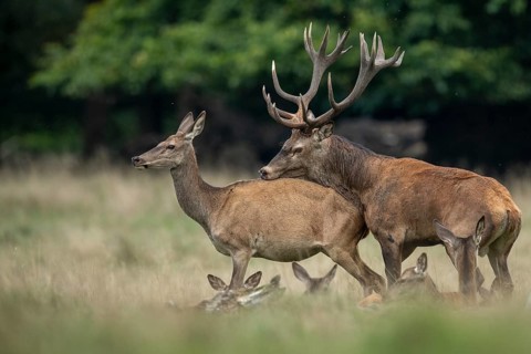 Red deer (Cervus elaphus) in rut, Klamptenborg, Copenhagen, Denmark