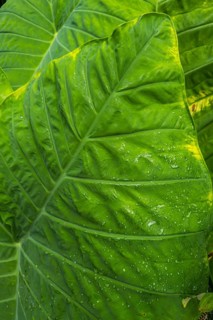 Paintbrush plant (Colocasia), plant, tropical plant, leaf, lotus, lotus effect, beading,