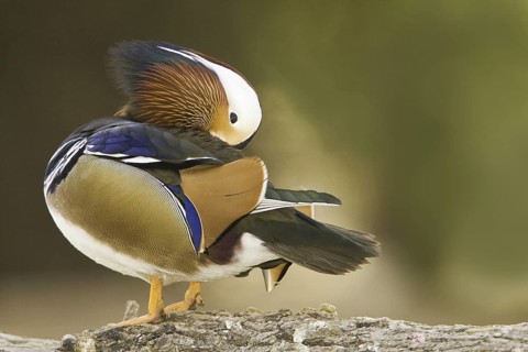 Mandarin Duck (Aix galericulata) male, Arizona, USA