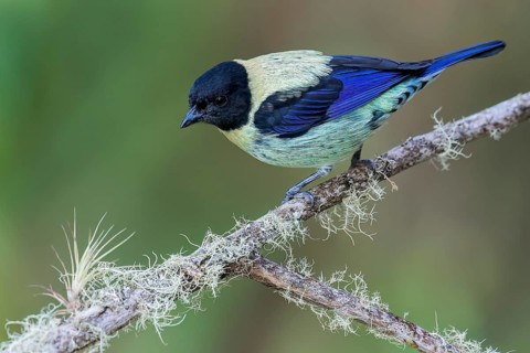 Black-headed Tanager (Tangara cyanoptera) perched on a branch in Colombia, South America