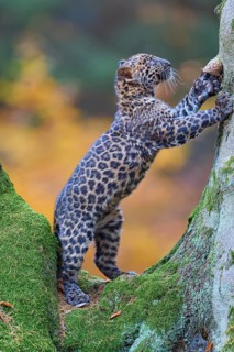 Indian leopard (Panthera pardus fusca), young animal climbing on tree