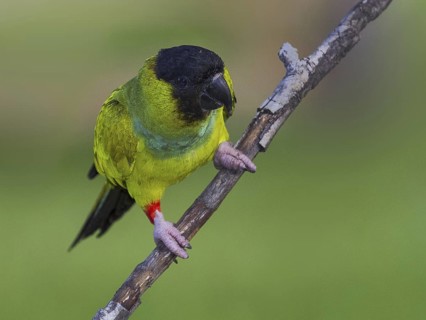 Nanday Parakeet (Aratinga nenday), Mato Grosso do Sul, Brazil