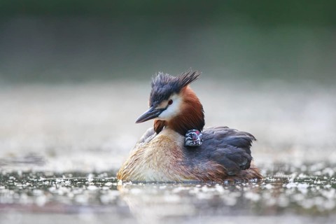 Great Crested Grebe (Podiceps cristatus) with chick, North Rhine-Westphalia, Germany