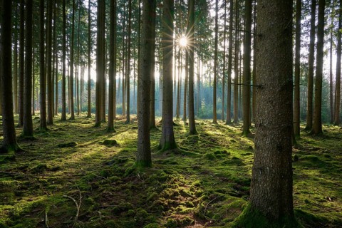 Dense forest with tall trees and sun rays penetrating through the canopy, on moss-covered ground,
