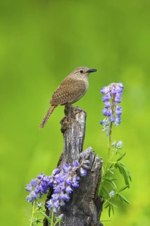 House Wren Troglodytes aedon east of Beaver, Utah, United States 4 July Adult with moth pupa to
