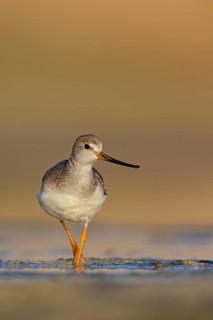 Terek sandpiper, (Xenus cinereus), animal, animals, bird, birds, snipe family, snipe, biotope,