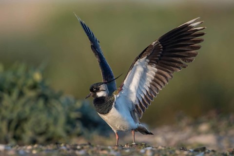 Northern Lapwing (Vanellus vanellus) flapping, Schleswig-Holstein, Germany