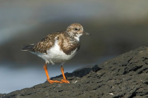 Ruddy Turnstone (Arenaria interpres), Victoria, Australia