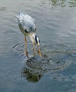 Grey heron (Ardea cinerea), also known as great grey heron, standing in a pond, occurring in