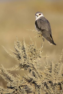 Black-winged Kite (Elanus caeruleus), Etosha, Namibia
