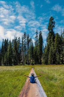 A young man sitting in a fallen tree where you can see A green field with many sequoias in the