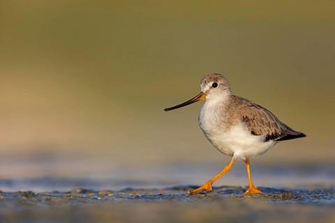 Terek sandpiper, (Xenus cinereus), animal, animals, bird, birds, snipe family, snipe, biotope,