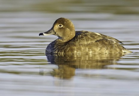 Redhead (Aythya americana) female, Arizona, USA