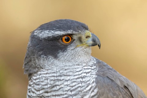 Northern goshawk portret with orange eyes made at the Utrechtse Heuvelrug in the Netherlands