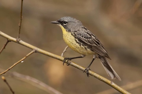 Kirtland's Warbler (Setophaga kirtlandii) male, Michigan, USA