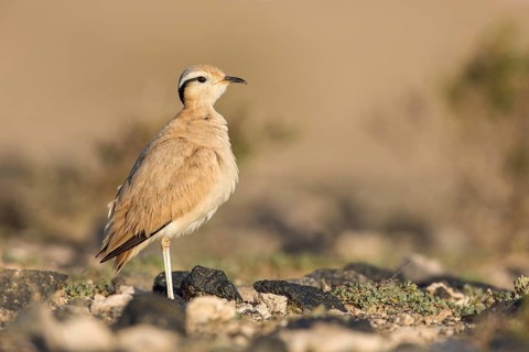 Cream-colored Courser (Cursorius cursor) perched on the ground, Fuerteventura, Spain