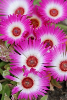 Midday flower (Dorotheanthus bellidiformis), flowers, native to Africa, ornamental plant, North