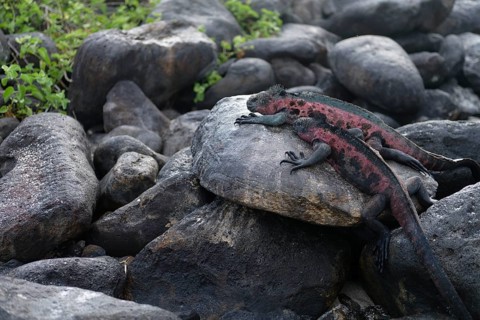 A vivid marine iguanas, adorned in red and black, lounges atop gray volcanic rocks surrounded by