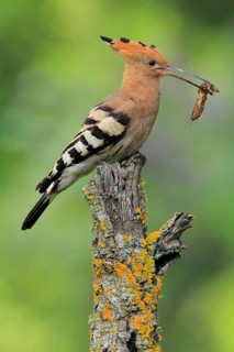 Eurasian Hoopoe (Upupa epops) female with European mole cricket (Gryllotalpa gryllotalpa) in beak,