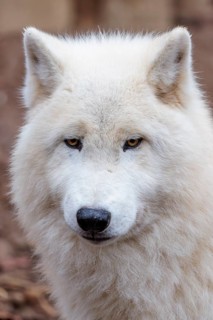 Portrait of an Arctic wolf (Canis lupus arctos). Captive
