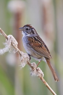 Swamp Sparrow (Melospiza georgiana), Ontario, Canada