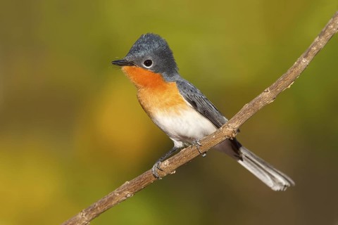 Broad-billed Flycatcher (Myiagra ruficollis), Western Australia, Australia