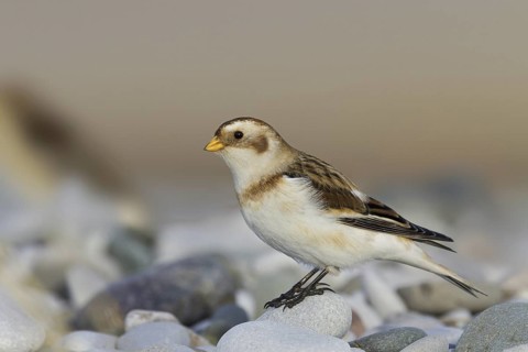 Snow Bunting (Plectrophenax nivalis), Wales, United Kingdom