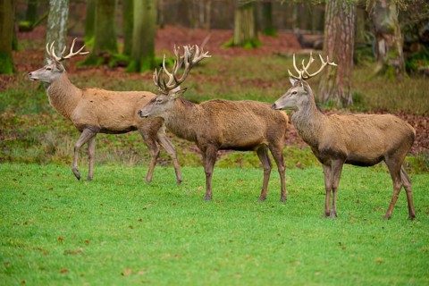 Three majestic stags with large antlers stand in autumn forest, red deer (Cervus elaphus), Hesse,