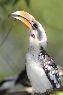 Von der Decken's Hornbill (Tockus deckeni) male, Lake Baringo, Kenya
