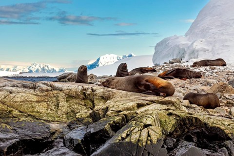 Seals lying on rocks in front of an Antarctic backdrop with sea and snow mountains, seals and