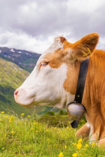 Close-up of a cow on a flowering meadow in the mountains under a cloudy sky, Penken, Zillertal,