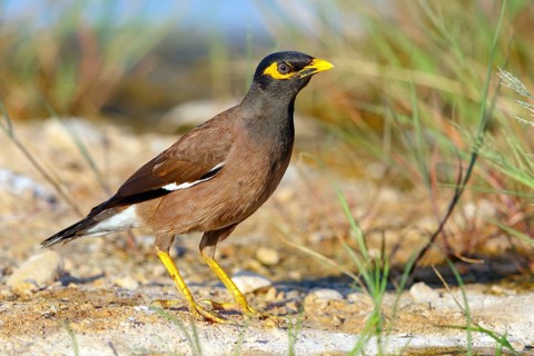Shepherd's mynah, (Acridotheres tristis), shepherd's starling, family of starlings, omnivore,