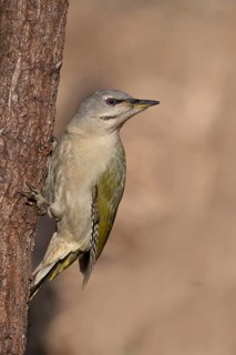 Grey-headed Woodpecker (Picus canus), Bitburg, Rhineland-Palatinate, Germany