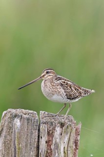 Snipe (Gallinago gallinago), standing on fence post of a pasture, on moorland, snipe birds,