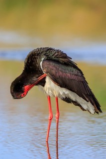 Black Stork (Ciconia nigra) preening, Greece
