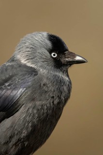 Western Jackdaw (Coloeus monedula), Smaland, Sweden