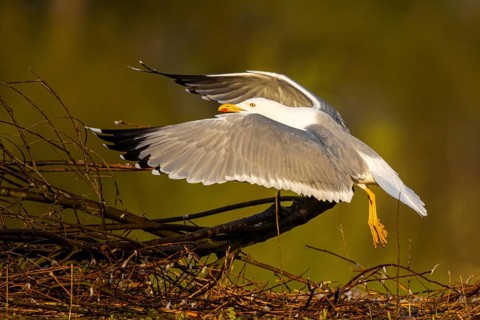 Yellow-legged Gull (Larus michahellis) flying, North Rhine-Westphalia, Germany