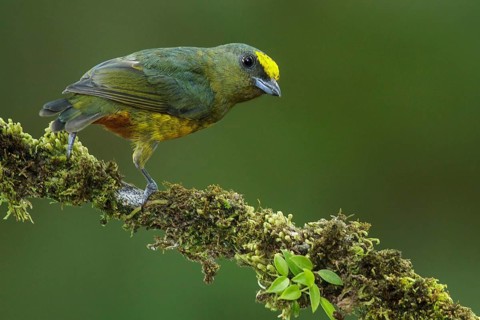 Olive-backed Euphonia (Euphonia gouldi) perched on a branch in Costa Rica