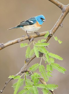 Lazuli Bunting (Passerina amoena) male perched on a branch, Arizona, USA